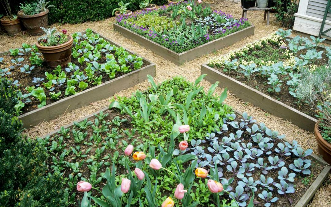 Un potager est un espace créatif gorgé de saveurs!