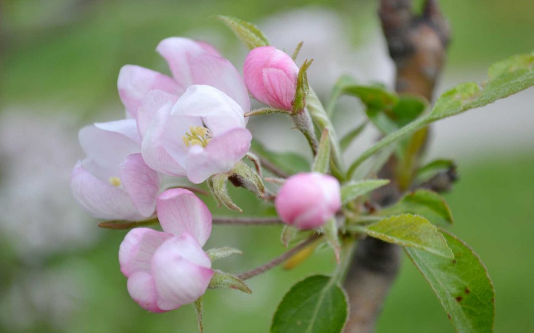 La Taille Printanière des Arbres Fruitiers