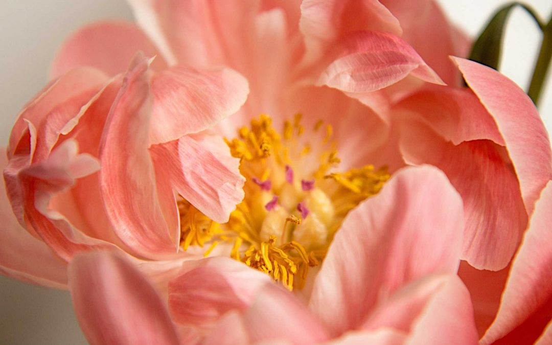La Pivoine – plantation, culture et entretien