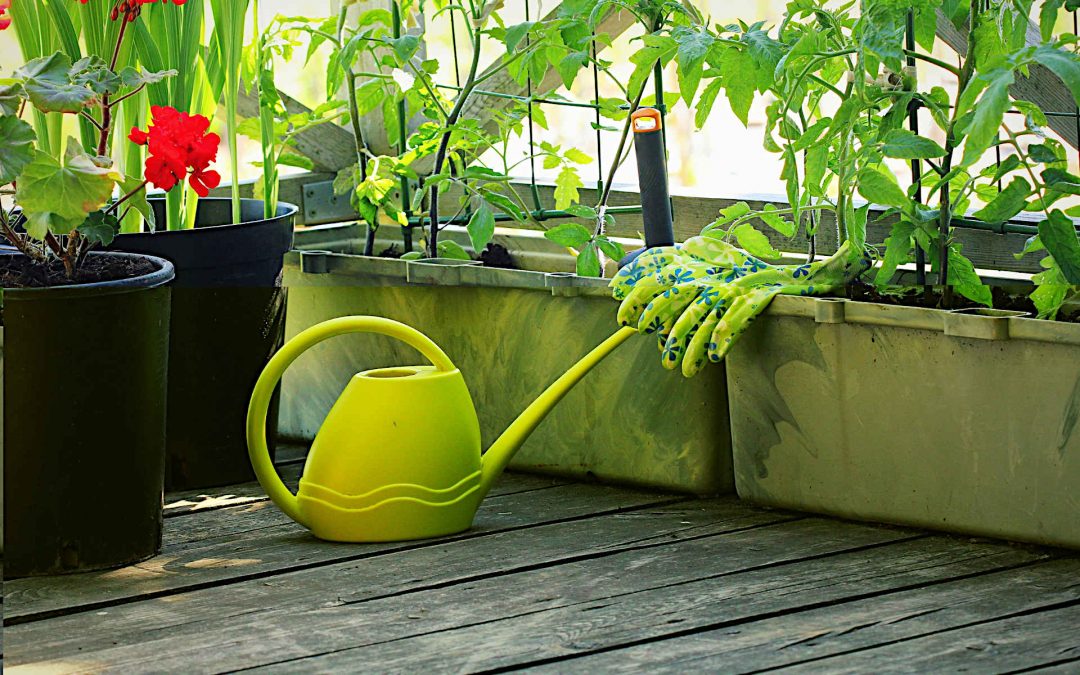 Cultiver ses légumes en pots