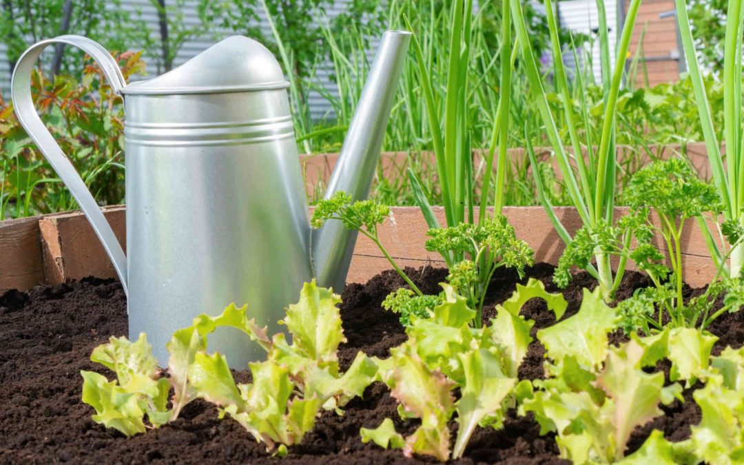 Repiquer ses jeunes plantes au potager