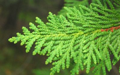 La taille d’une haie de cèdres