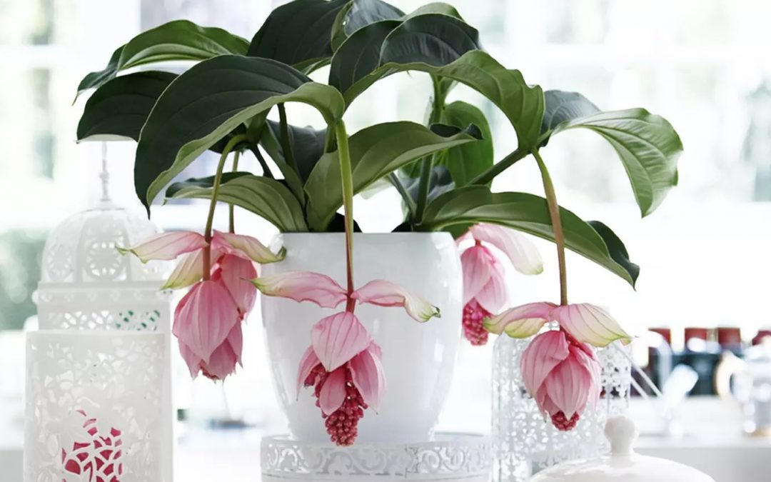Medinilla magnifica — Tout en élégance