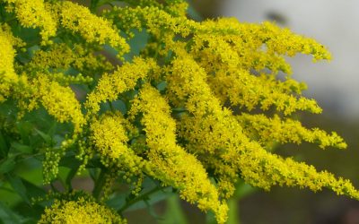 Verge d’Or – l&rsquo;abondance de ses ressources.