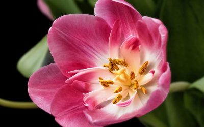 Les bulbes d&rsquo;automne à floraison printanière