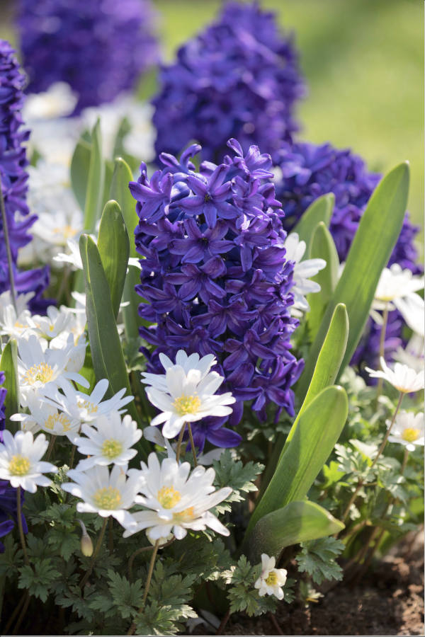 Bulbes De Jacinthe D'Orient Mélange De Couleurs - Floraison Printanière, Intérieur/extérieur, Taille 14-15