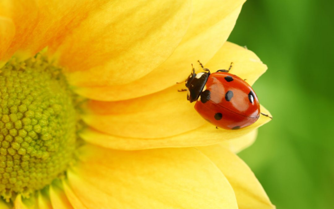 Notre coccinelle versus sa cousine asiatique  