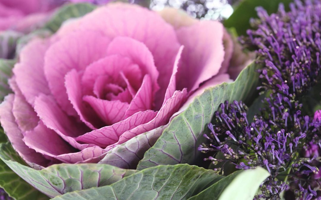 Les choux fleuris ou d’ornement