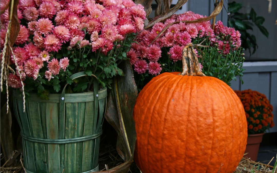 Les chrysanthèmes d’automne