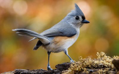 La Mésange bicolore s’installe au Québec