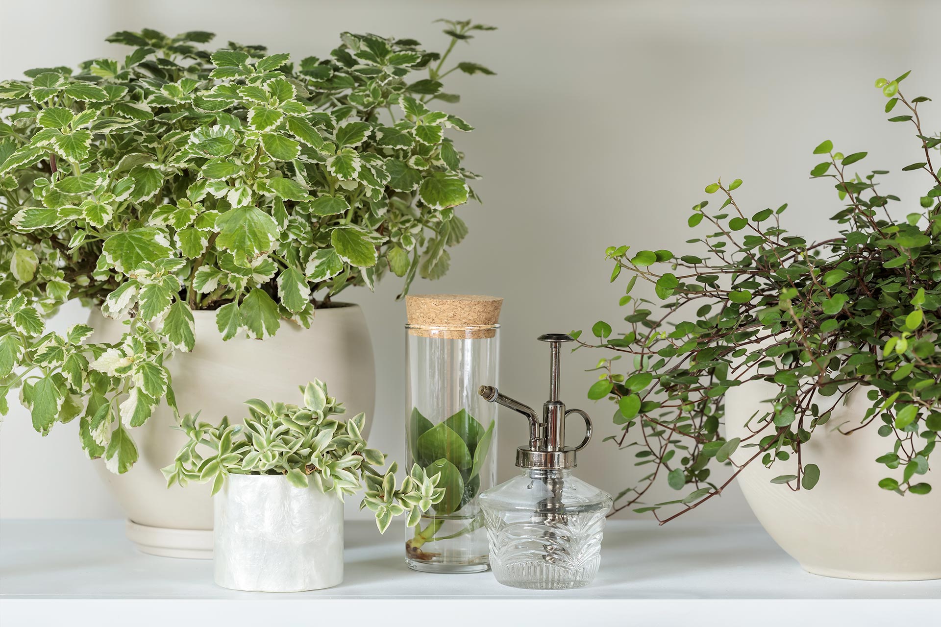 Des plantes d'intérieur heureuses en hiver, ça se peut!