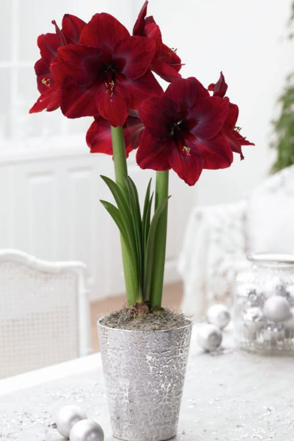 Bulbe D'Amaryllis Benfica Taille 26/30 - Véritable Hippeastrum Pour Une Floraison Spectaculaire En Intérieur - Fleurs De Hollande