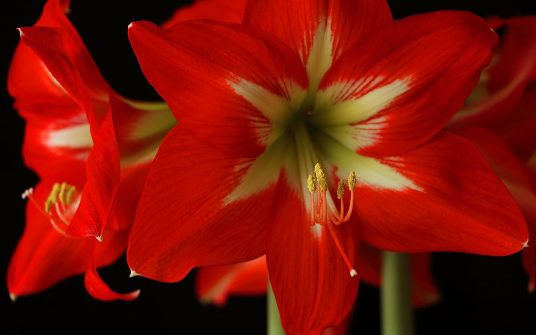L’Amaryllis, un bulbe facile à cultiver !