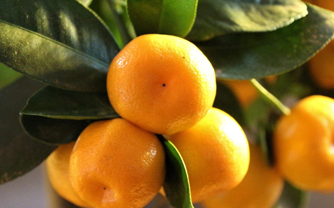 Le Calamondin – petit oranger d’appartement