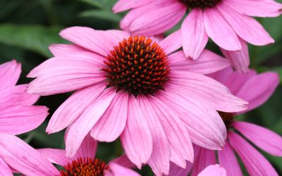 L’Échinacée – l’étoile des jardins