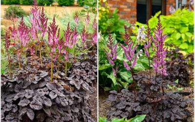 Nouveauté : Astilbe &lsquo;Dark Side Of The Moon&rsquo;