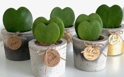 Hoya Kerrii – Hoya Coeur