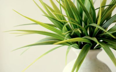 Plante-araignée ou Chlorophytum comosum
