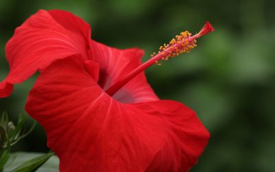 L’Hibiscus, une beauté tropicale.
