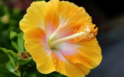 Les insectes qui adorent l’Hibiscus.