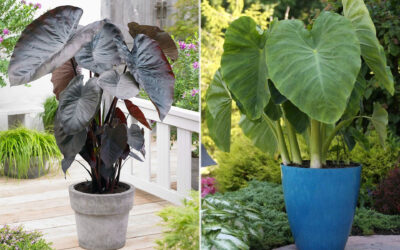 Colocasia et Alocasia : l’entretien au jardin.