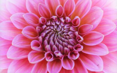 Le Dahlia, un choix étourdissant de fleurs.