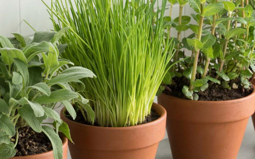 Comment conserver et cultiver ses fines herbes durant l’hiver ?