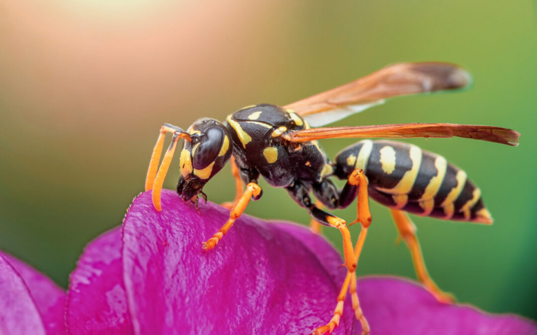 Pourquoi les guêpes nous tournent-elles autour à l’automne ?