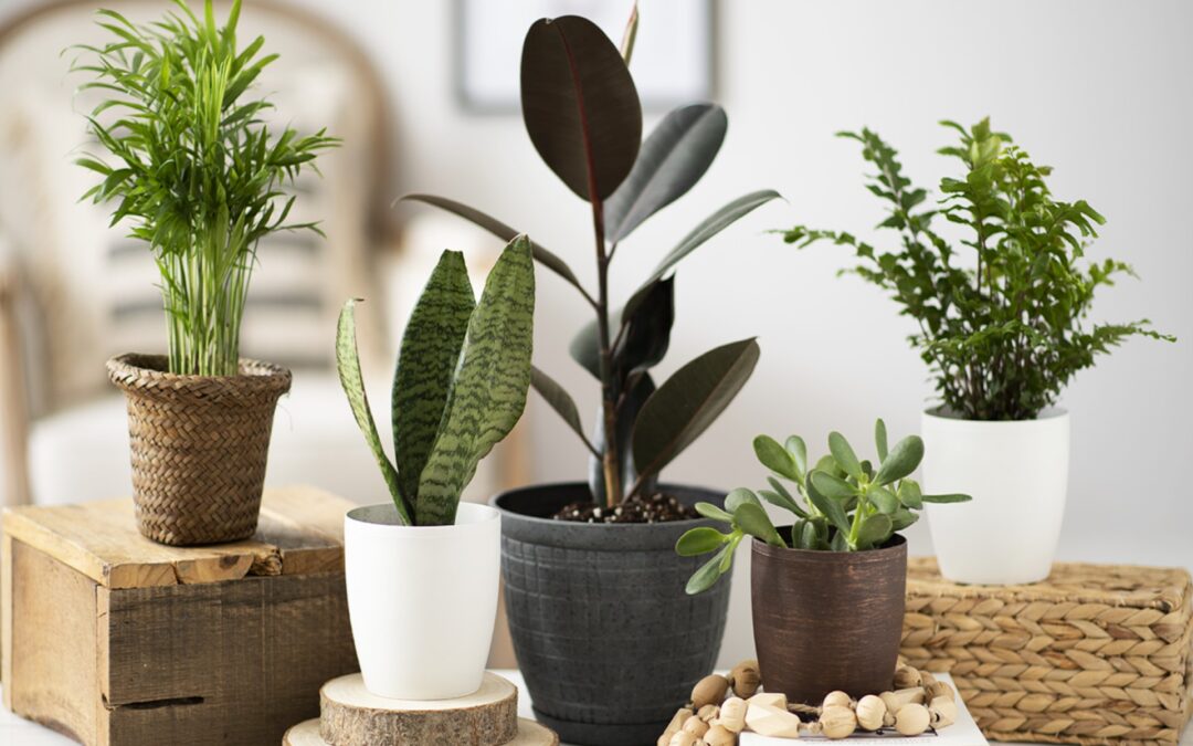 Comment se portent vos plantes ?