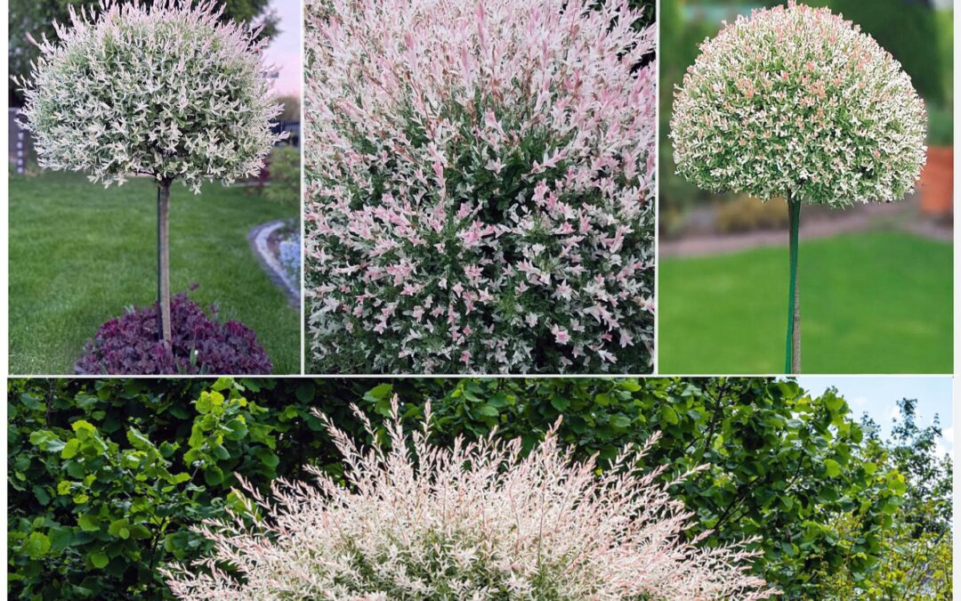 Le Saule Crevette ou Saule Harlequin