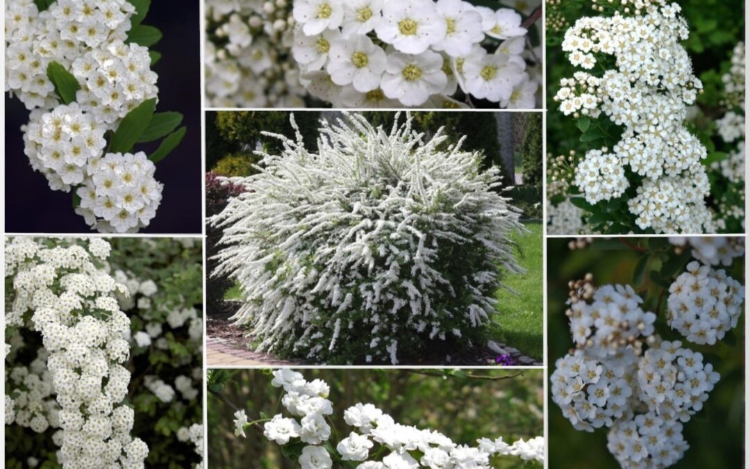 La «Couronne de mariée », une multitude de fleurs !